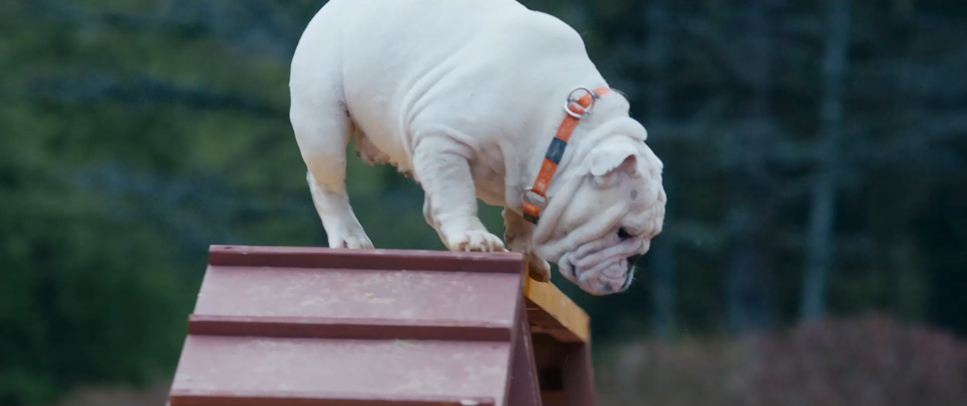 小狗当家 Ёлки лохматые (2015) BluRay 1080p 448kbp央视国俄双语.mkv_20.jpg