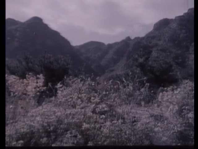 山菊花 1982.mp4_20250508_145211.040.jpg