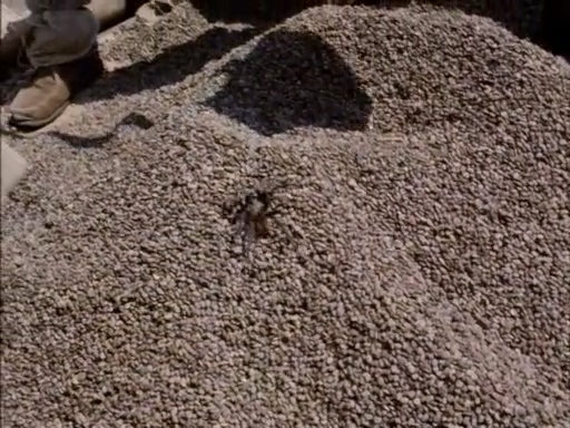 美标-毒蜘蛛1997 国.mp4_20250510_154109.758.jpg