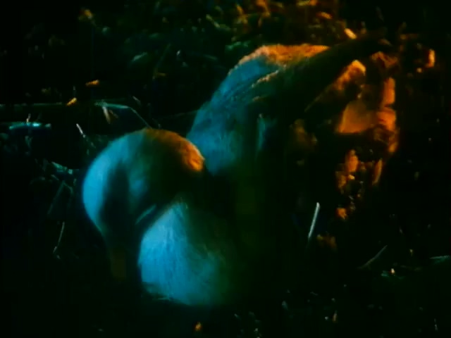 人鸭历险记.Szegény Dzsoni és árnika.1983.DVD.X264.AAC.HALFCD(0：-)-.mkv_20250.jpg