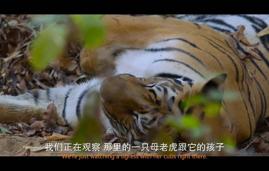 03-老虎崛起 (2).jpg