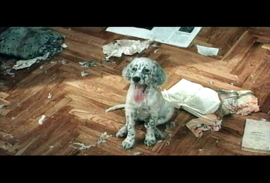 13-白比姆黑耳朵 (2).jpg