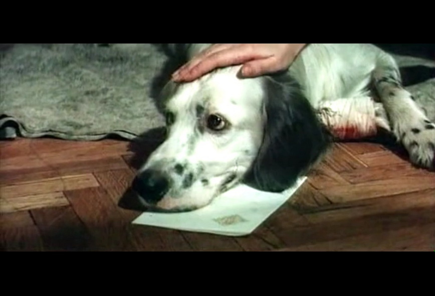 13-白比姆黑耳朵 (6).jpg