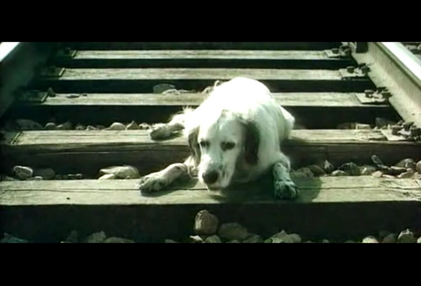 13-白比姆黑耳朵 (5).jpg