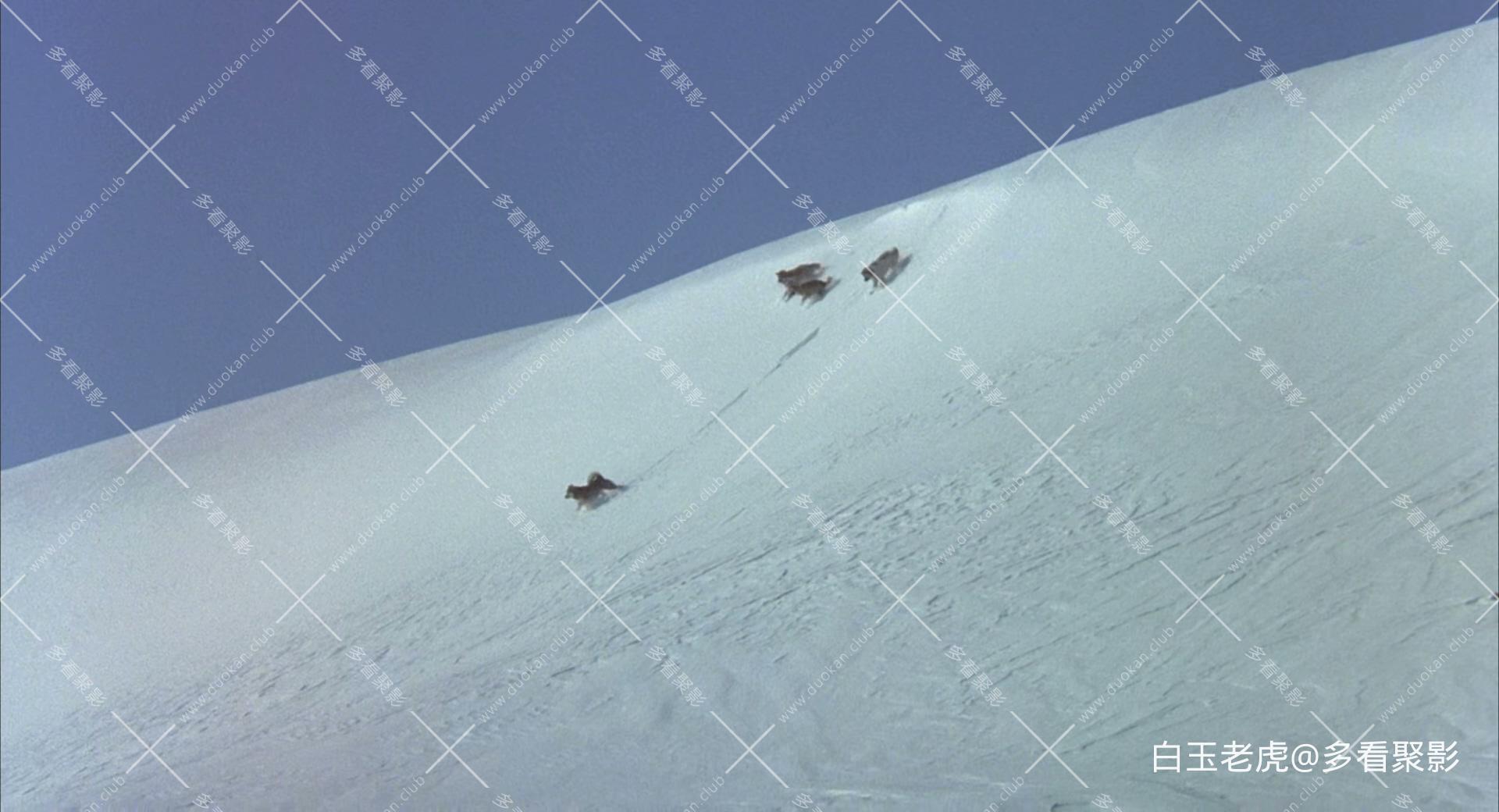 Antarctica.1983.BluRay.1080p.x265-MiniHD.mkv_20250927_083327.336.jpg