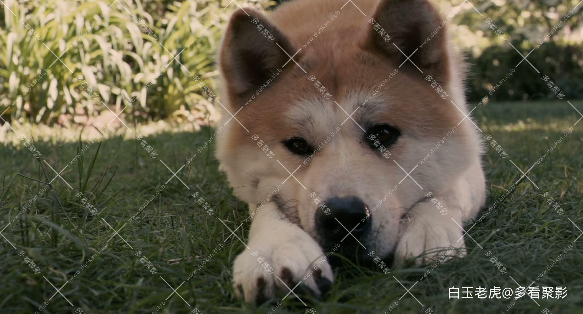 Hachi.A.Dog's.Tale.2009.1080p.Bluray.DTS-HD.MA.5.1.x265.10bit-DreamHD.mkv_2.jpg