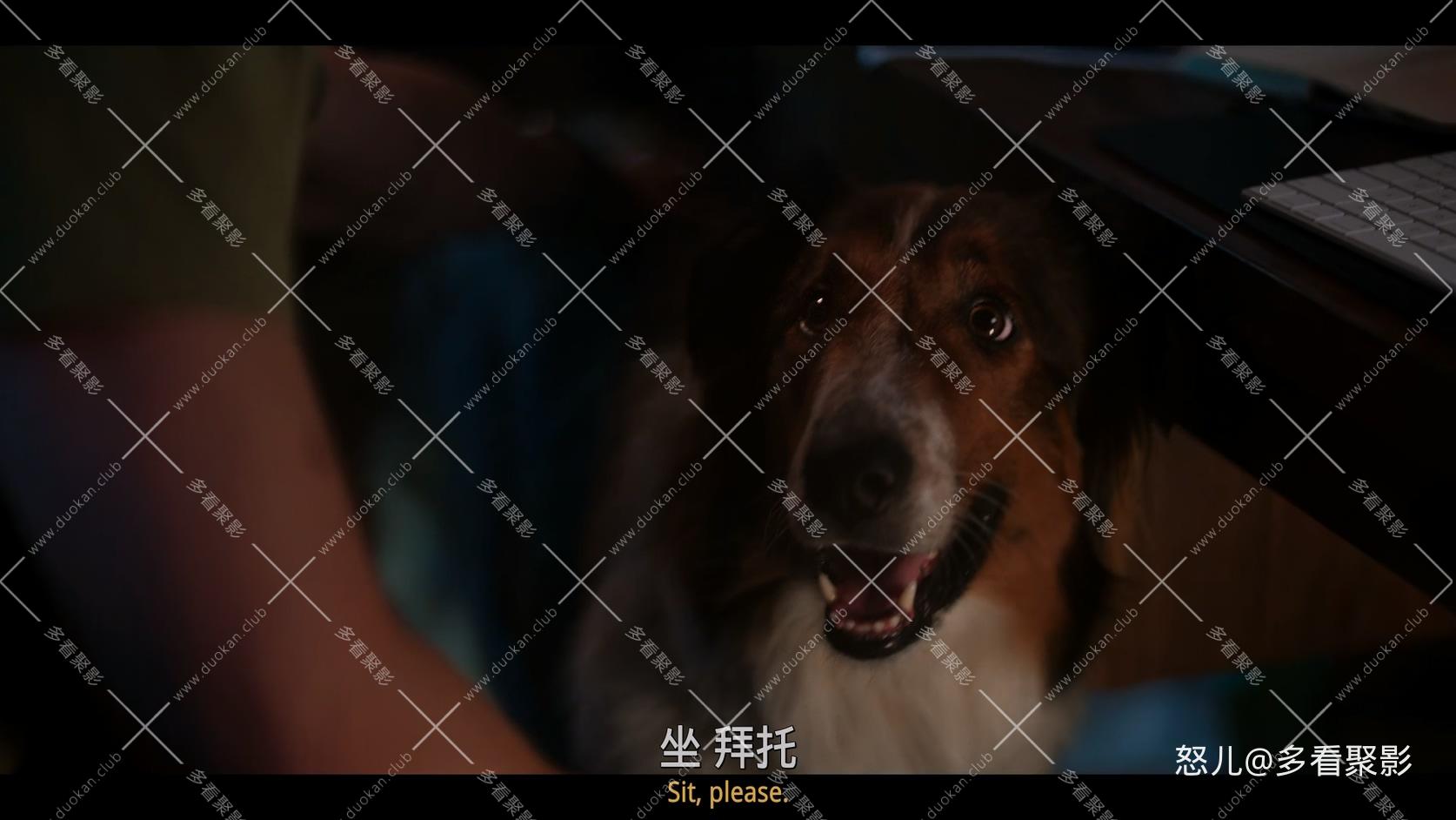 义犬救主.Rescued.by.Ruby.2022.1080p.NF.WEBrip.x265.2audio特效字幕.mkv_20251111_1.jpg