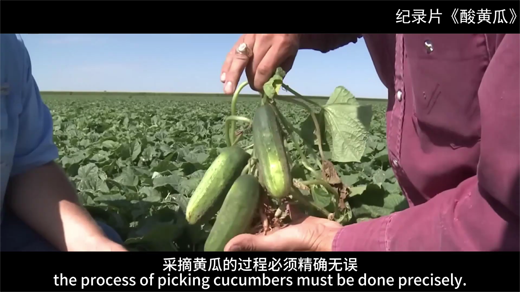 记录片酸黄瓜[00_03_30][20260109-144345].png